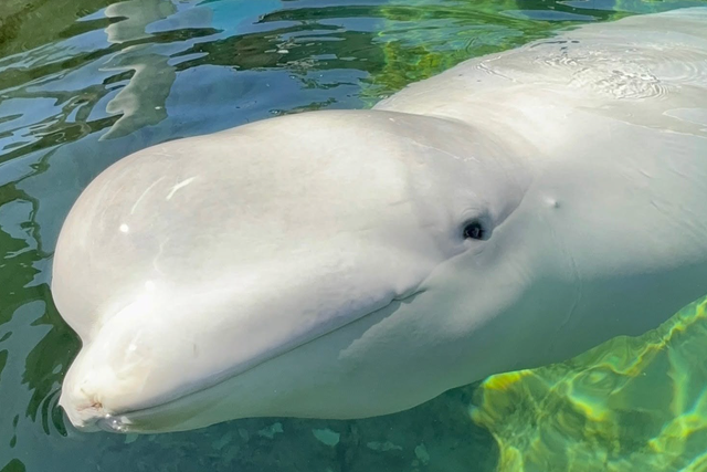 Cyprus (pictured), a nine-year-old male beluga whale, has died at SeaWorld San Diego after being rescued from a park in Canada