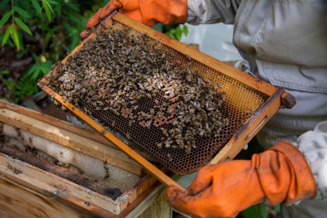 A lawsuit between a Conroe, Texas, homeowners association and a resident over a beehive has closed a neighborhood park and raised concerns about unmaintained grounds after board members claimed they were stung