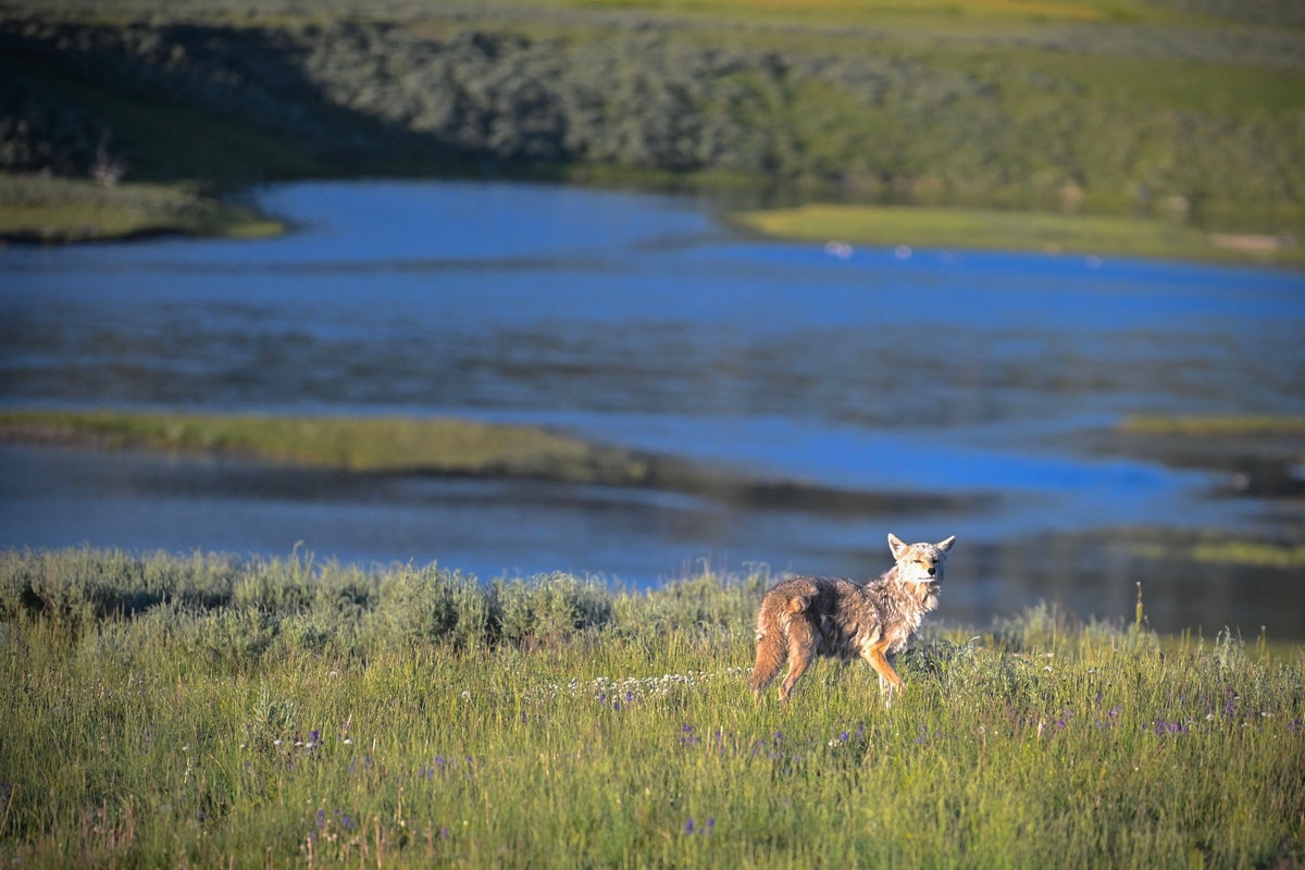 Blackstone portfolio AI developer is behind record-breaking Yellowstone donation