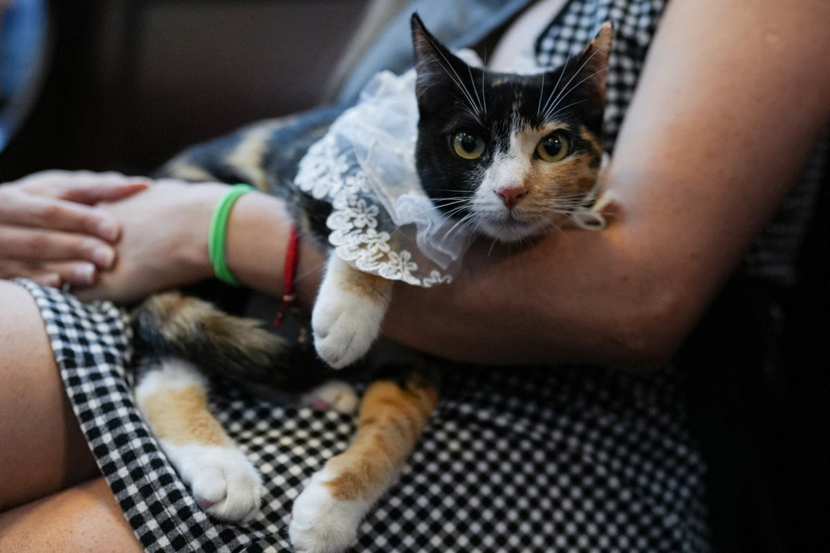 Cat happiness chemically linked to happiness of its owner, new study shows
