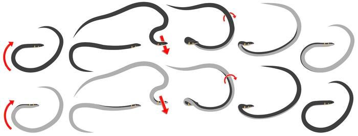 Cartoon illustrating how dwarf reed snake’s roll