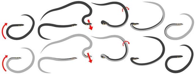 Cartoon illustrating how dwarf reed snake’s roll