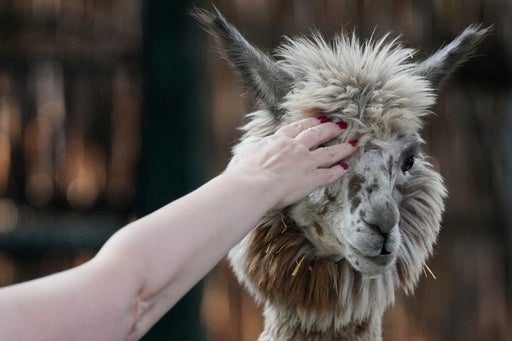 Mr Hepburn bought a herd of alpacas to fulfil a dream of his wife’s
