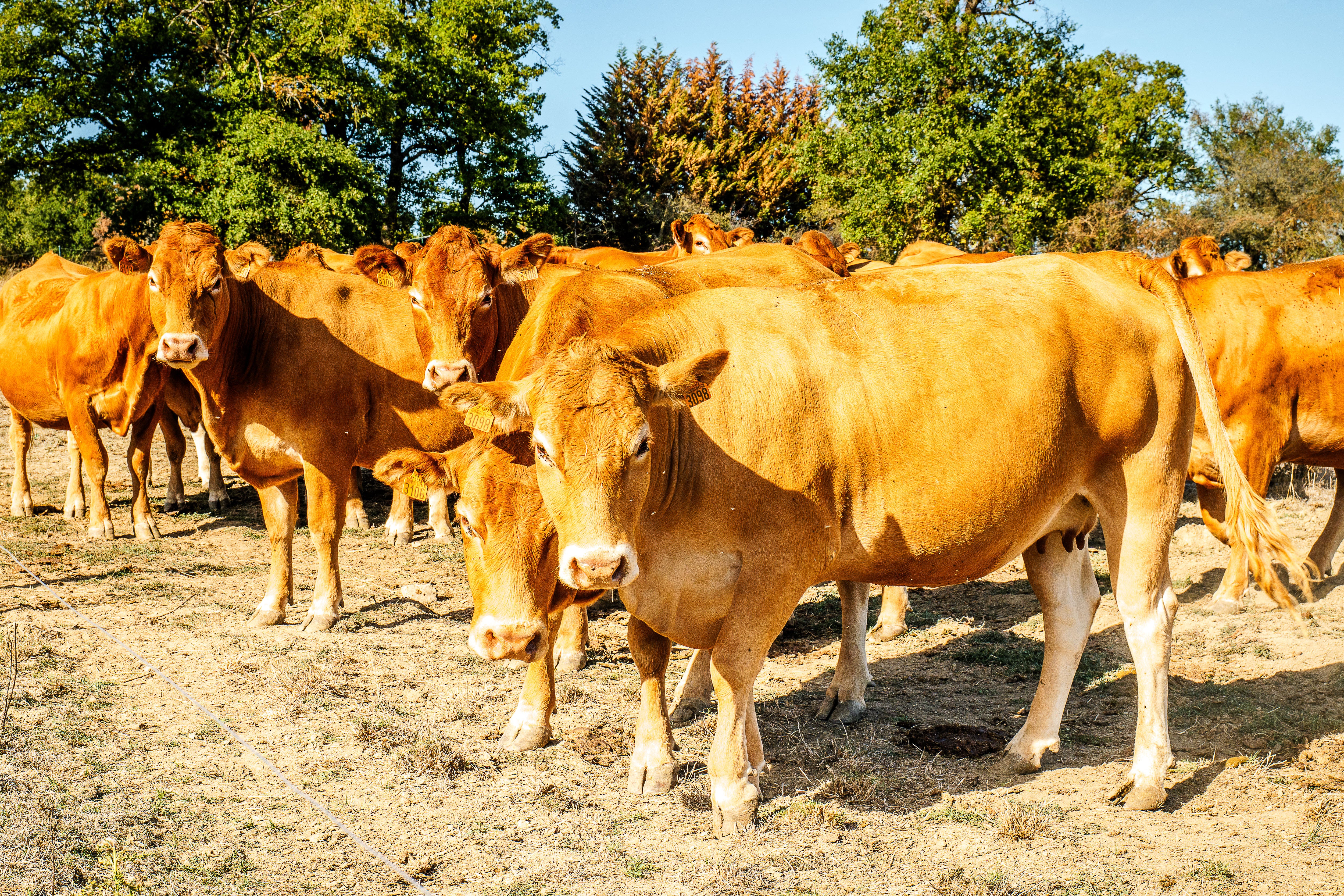 The disease can cause sudden fever, loose stool and abdominal discomfort in adult cattle (file)