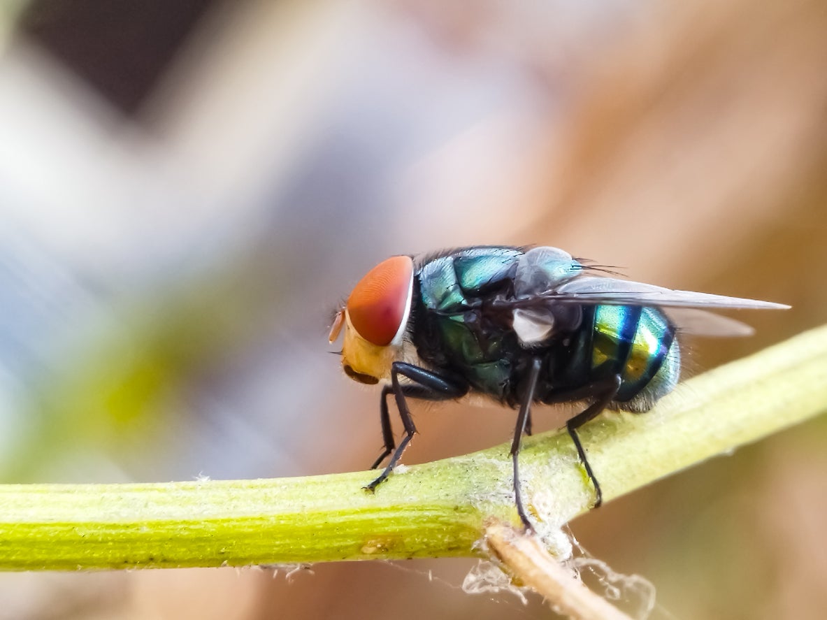 The parasite burrows into the flesh where it can lay up to 300 eggs at a time
