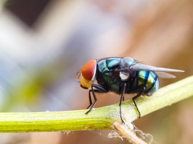 The parasite burrows into the flesh where it can lay up to 300 eggs at a time