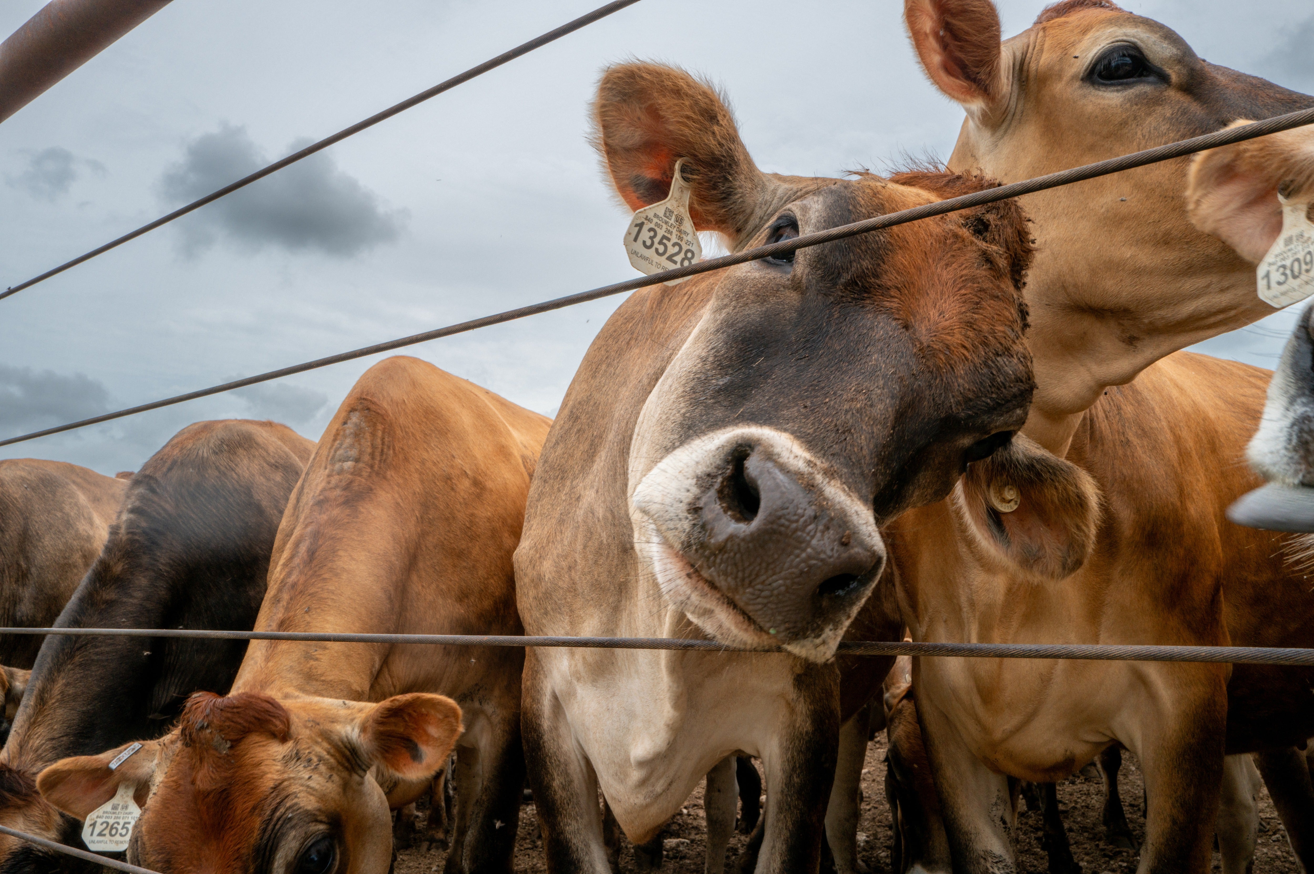 Several cases have been reported in cattle, as well as a horse and dog