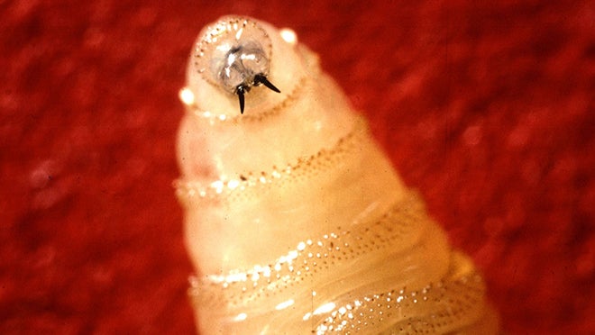The New World screwworm has been detected in animals throughout the South since the summer. The Department of Agriculture now says a case has been detected in US wildlife for the first time