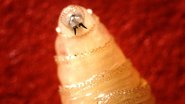 The New World screwworm has been detected in animals throughout the South since the summer. The Department of Agriculture now says a case has been detected in US wildlife for the first time