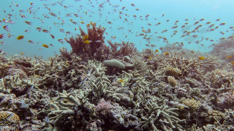 Reef Reference Almost all coral reef ecosystems face risk of collapse in 50 years ...