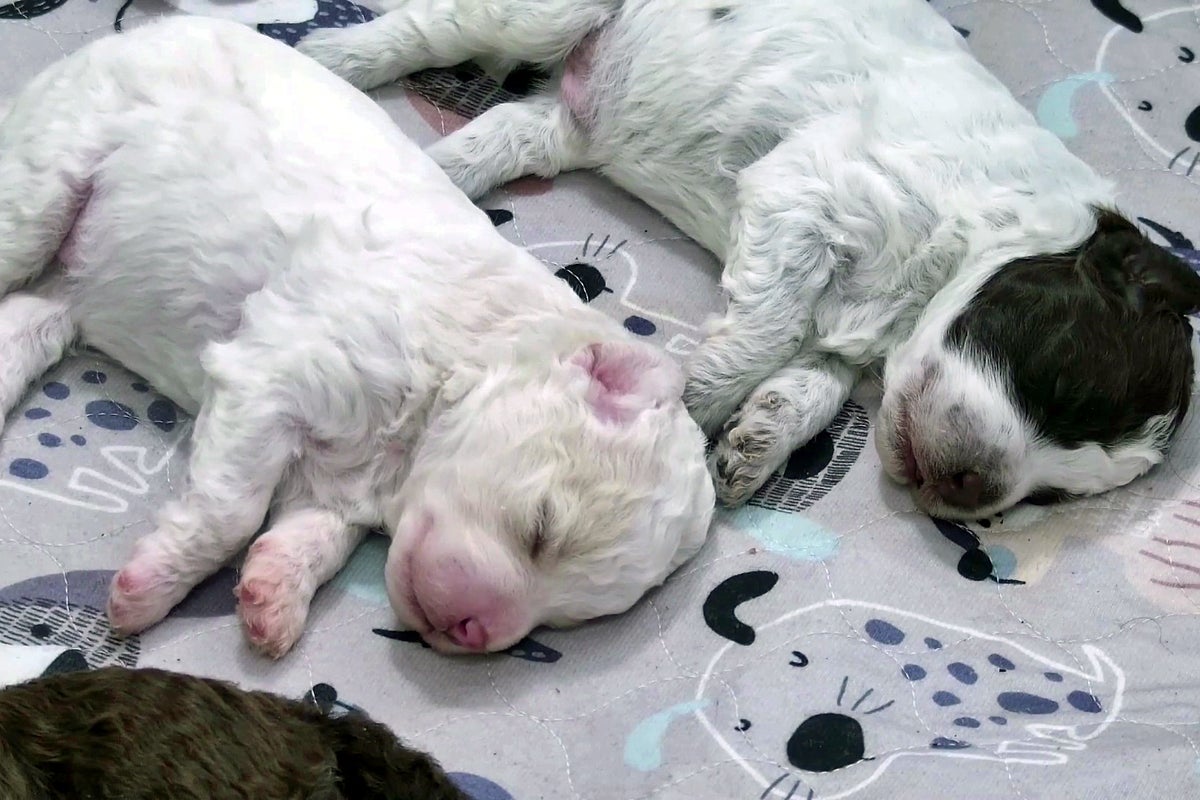 Need a smile? This livestream features 6 puppies all day long