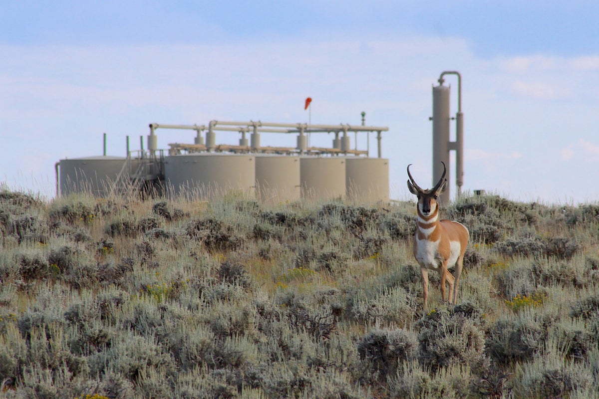 Conservation easement and migration route designation safeguard a ‘Path of the Pronghorn’ bottleneck