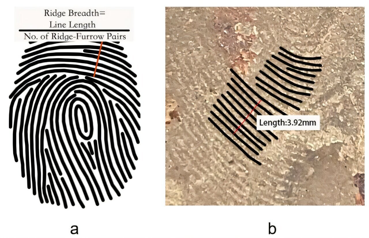 Fingerprint method of mean ridge breadth measurements