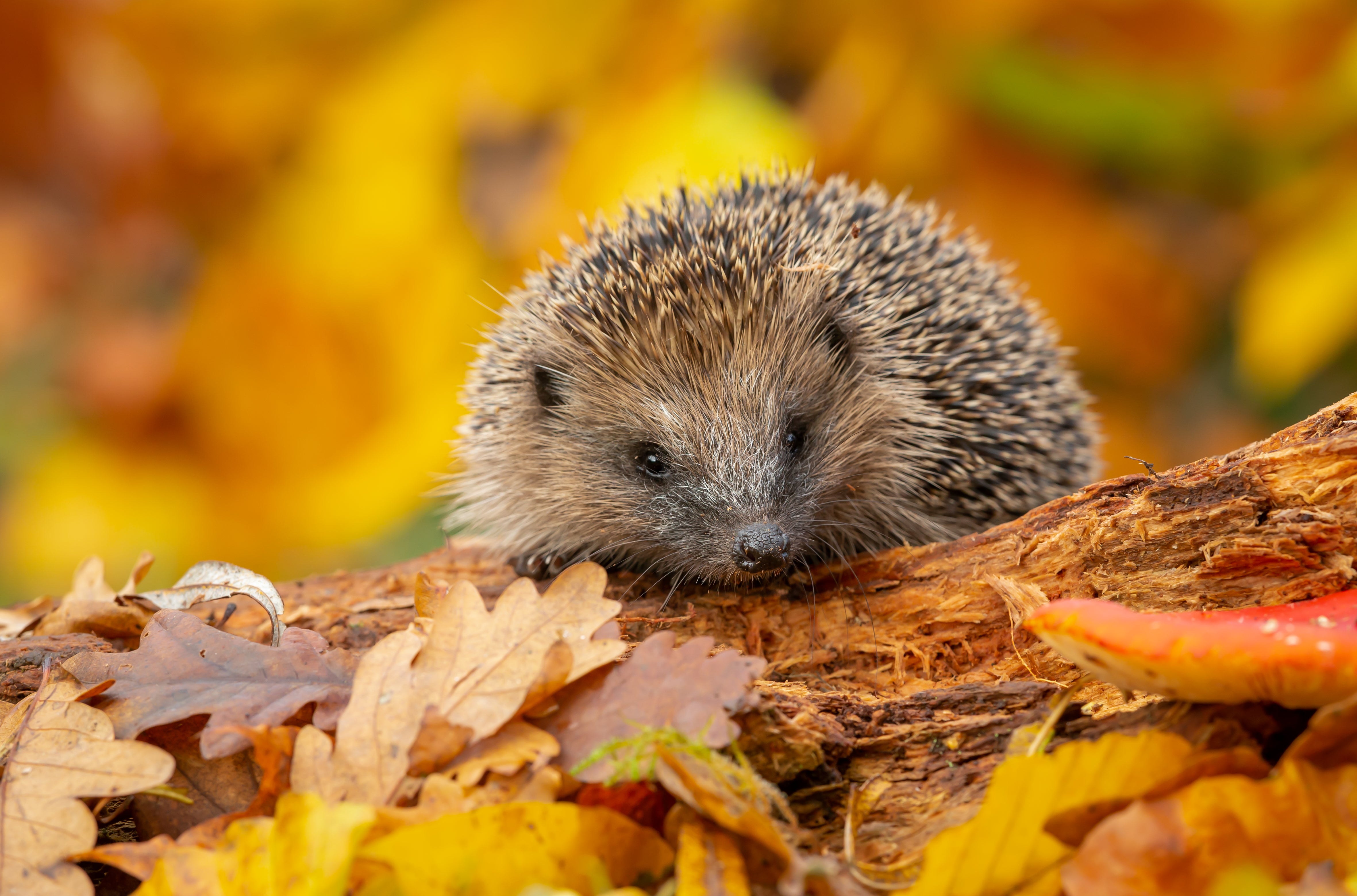 David Attenborough reveals how UK households can save hedgehogs with one task