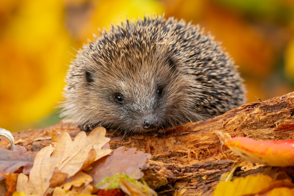 David Attenborough reveals how UK households can save hedgehogs with one task
