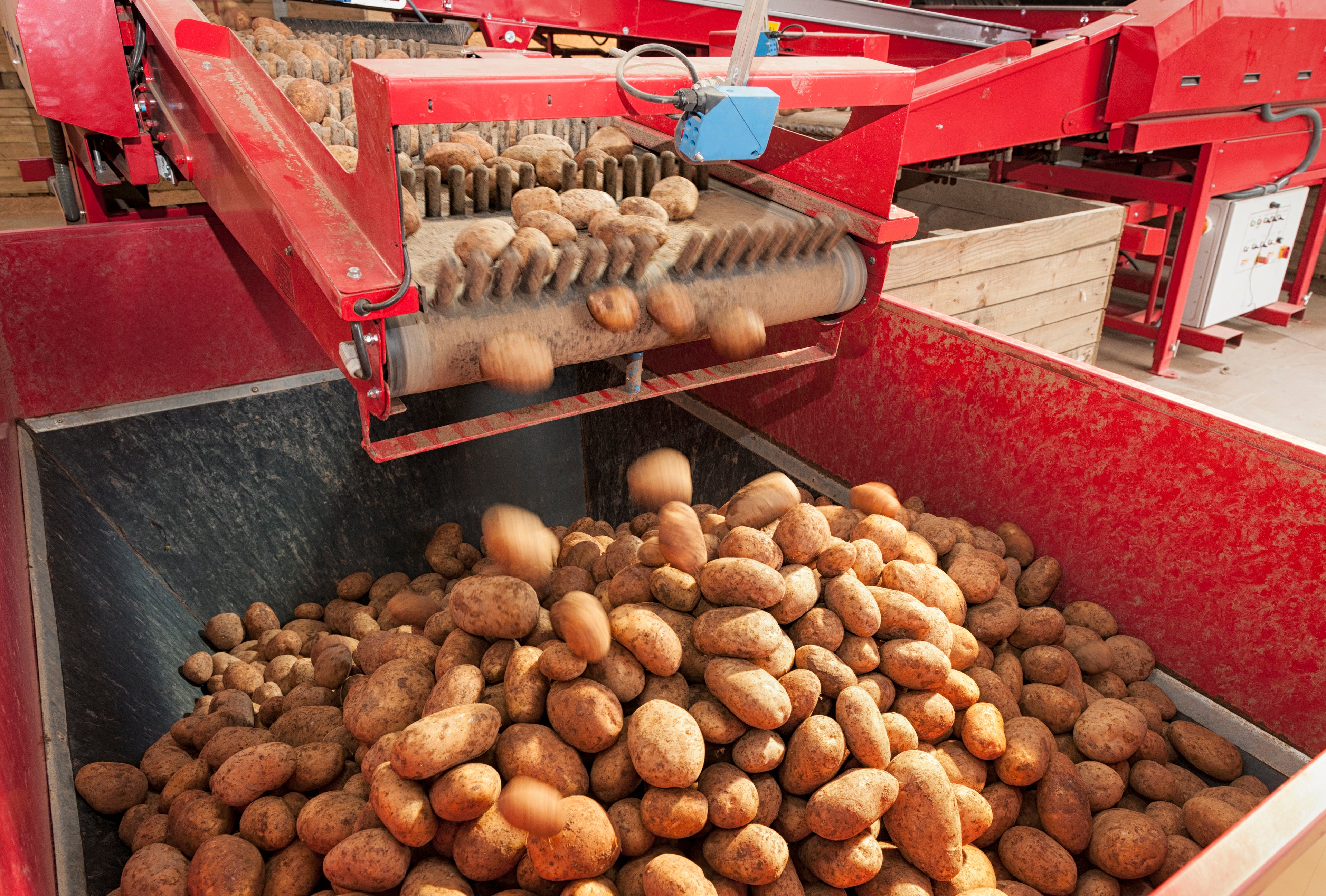 <p>After a summer of drought, Britain’s potato growers are warning that water shortages could mean smaller harvests and higher prices next year</p>