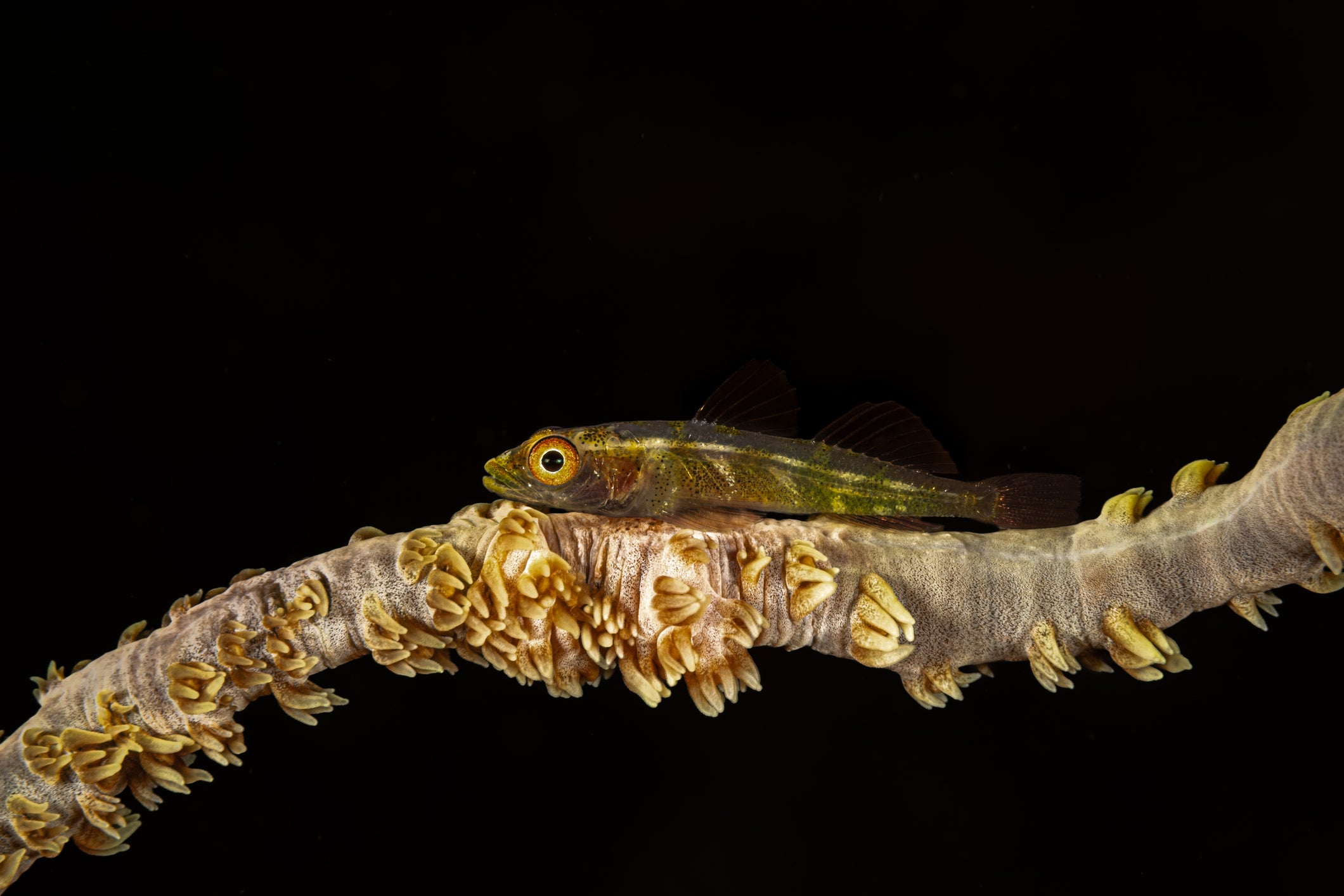 If two female coral goby end up isolated on coral, one will change sex to become male