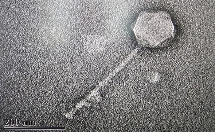 Photo of Phage G