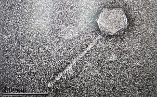 Photo of Phage G