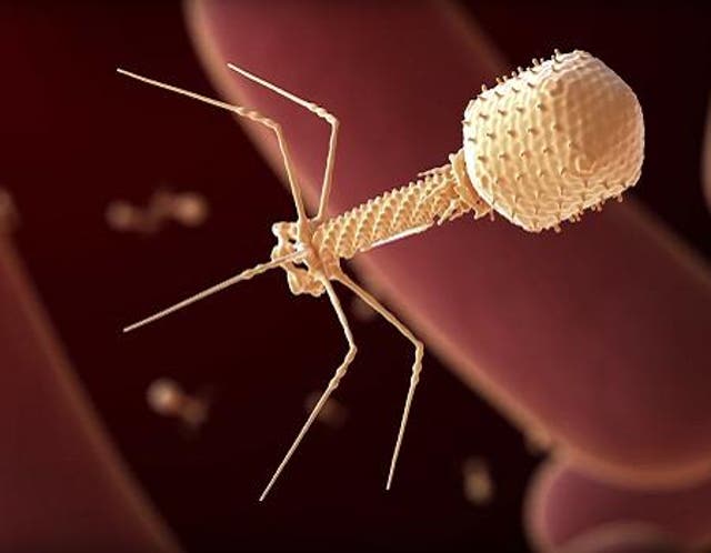 Bacteriophage