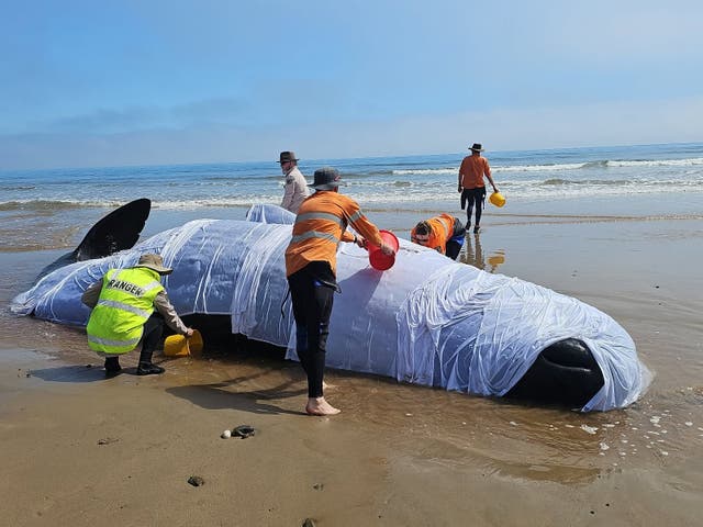 Sperm whale became stranded in shallow waters on Wednesday and died a day later