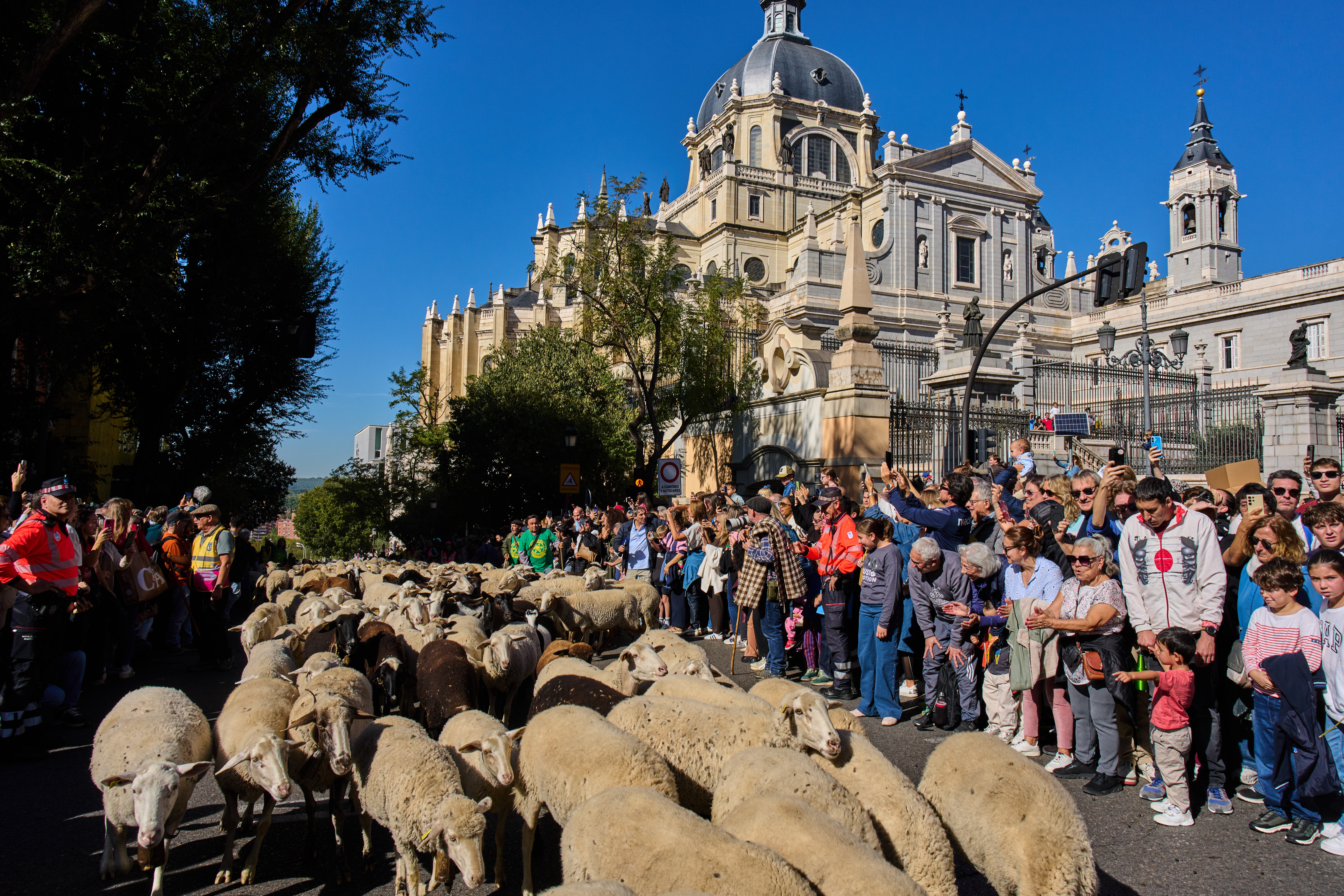 Madrid festival reroutes thousands of sheep to avoid housing protest ...