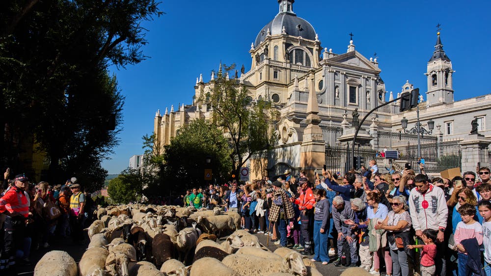 Independent Mp Madrid festival reroutes thousands of sheep to avoid housing protest ...