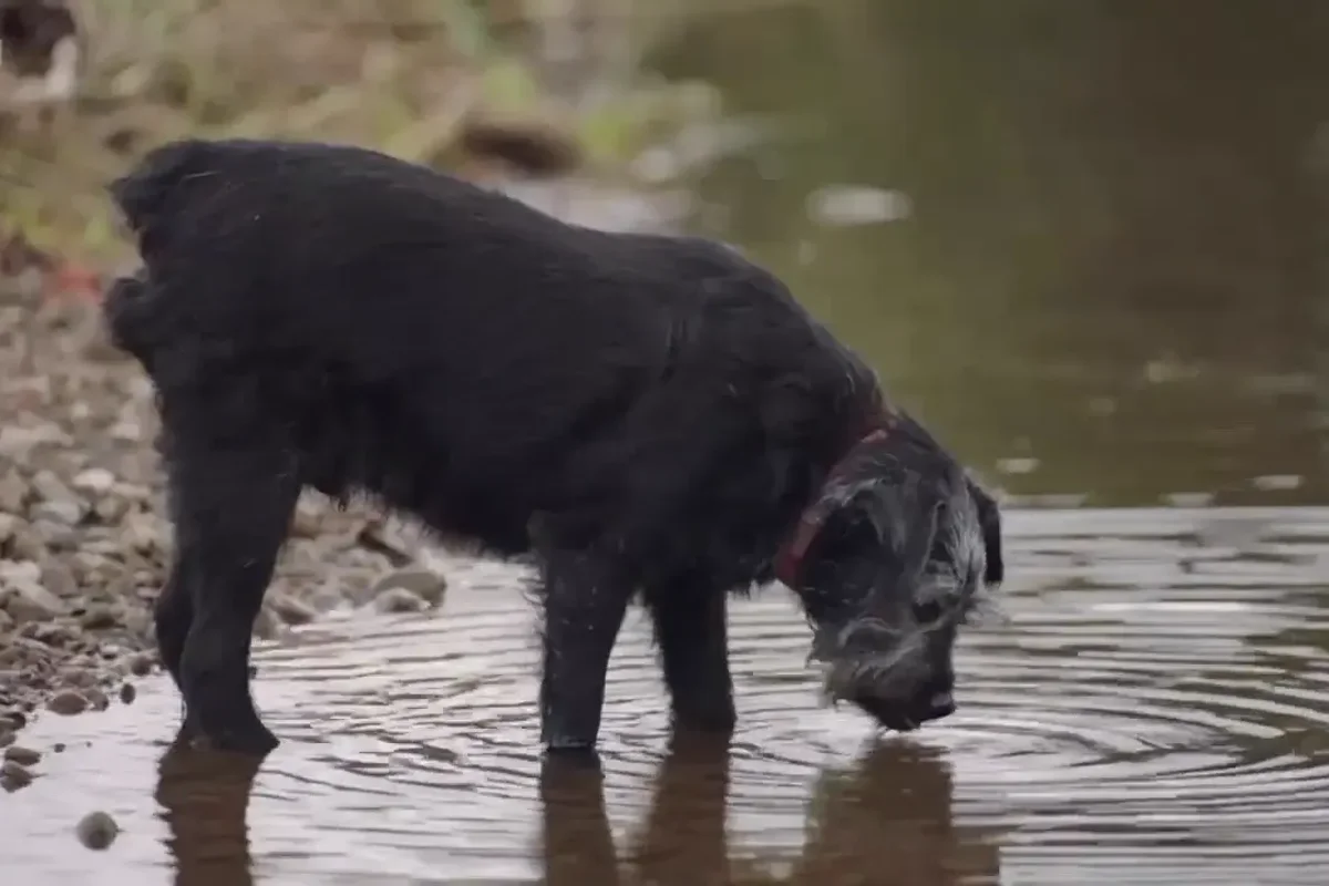 Beloved Gone Fishing dog Ted makes final TV appearance as Bob Mortimer pays special tribute
