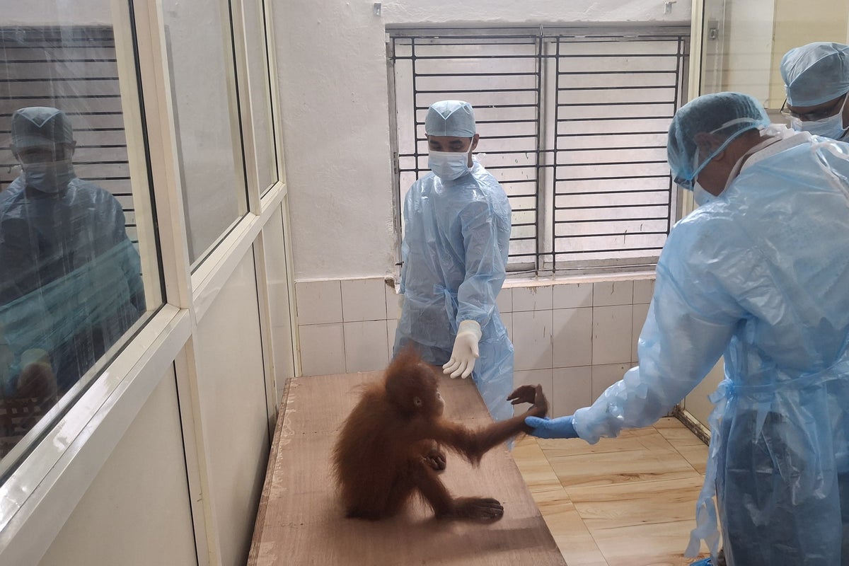 Baby orangutans found in India expose illegal wildlife trade as experts question billionaire’s zoo
