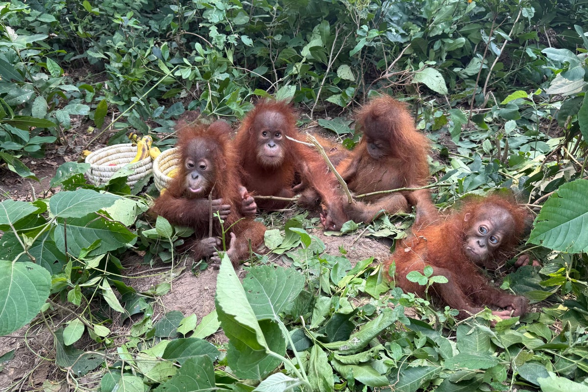 Baby orangutans in India expose illegal wildlife trade as experts question a billionaire’s zoo