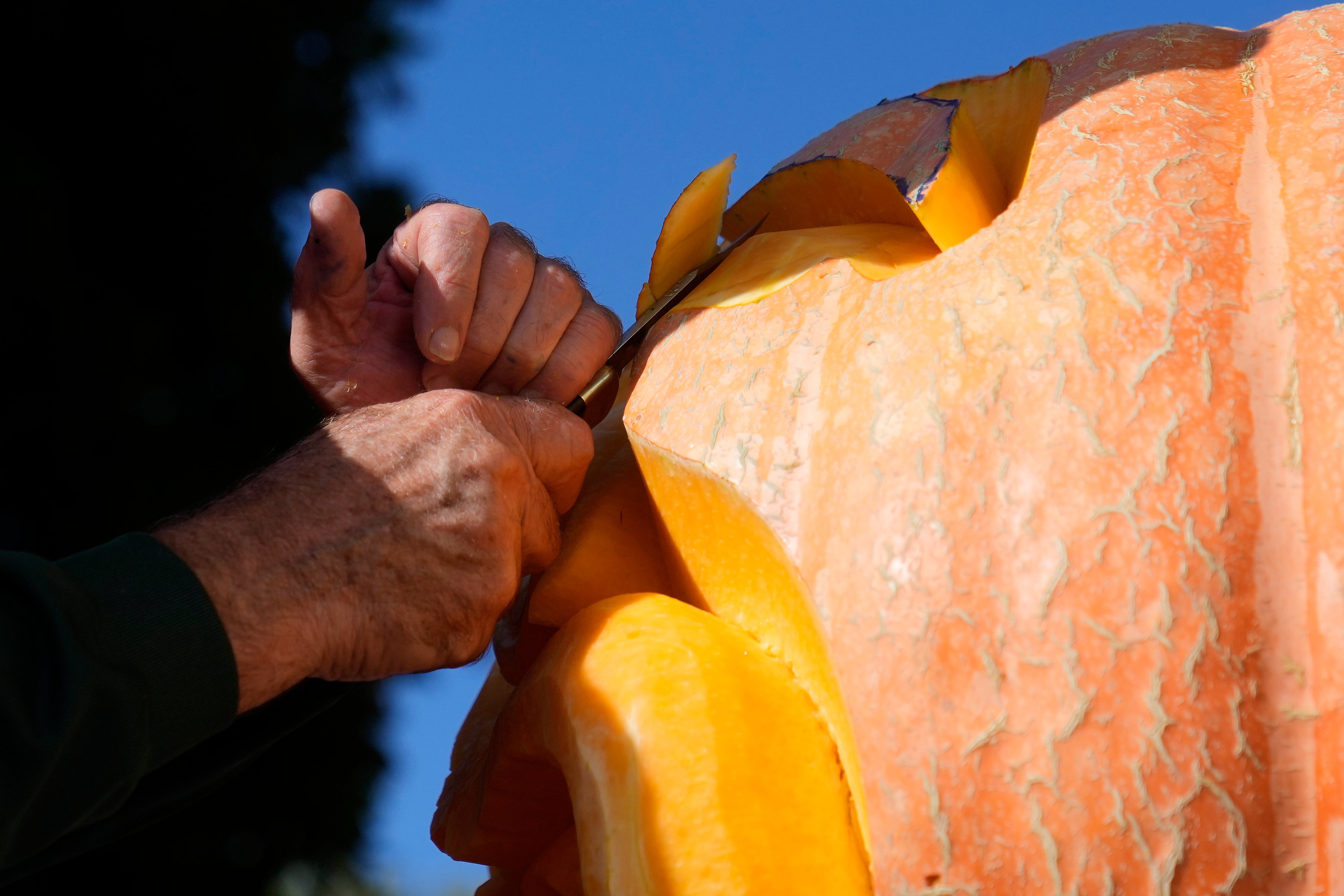 Valladao carves into a giant pumpkin