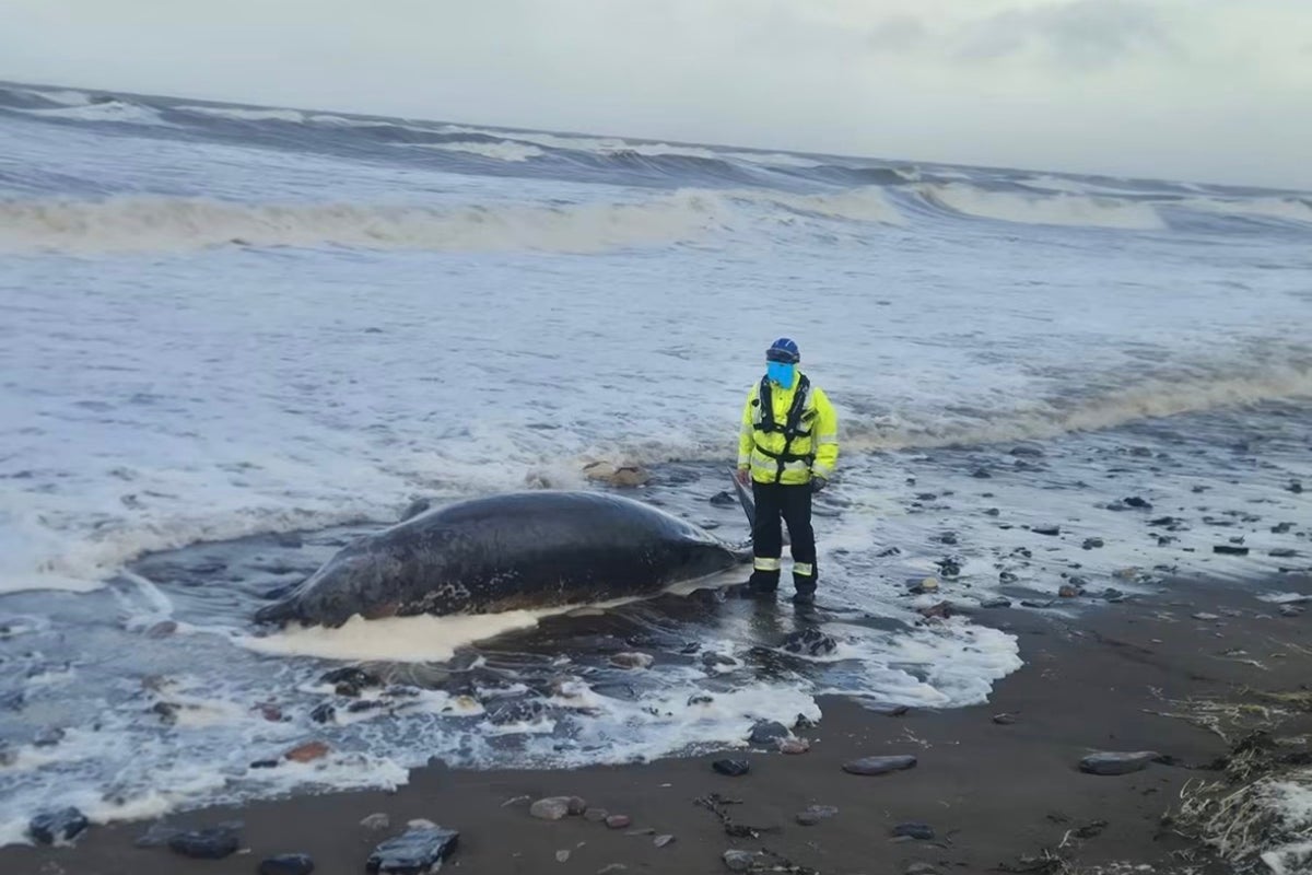 Public told to stay away after dead whale discovered on UK beach