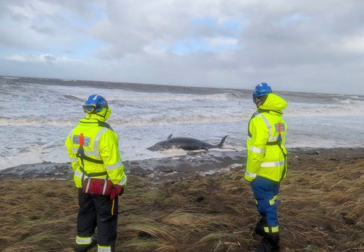 Dead whale found on Cumbrian beach as Storm Boelo batters UK