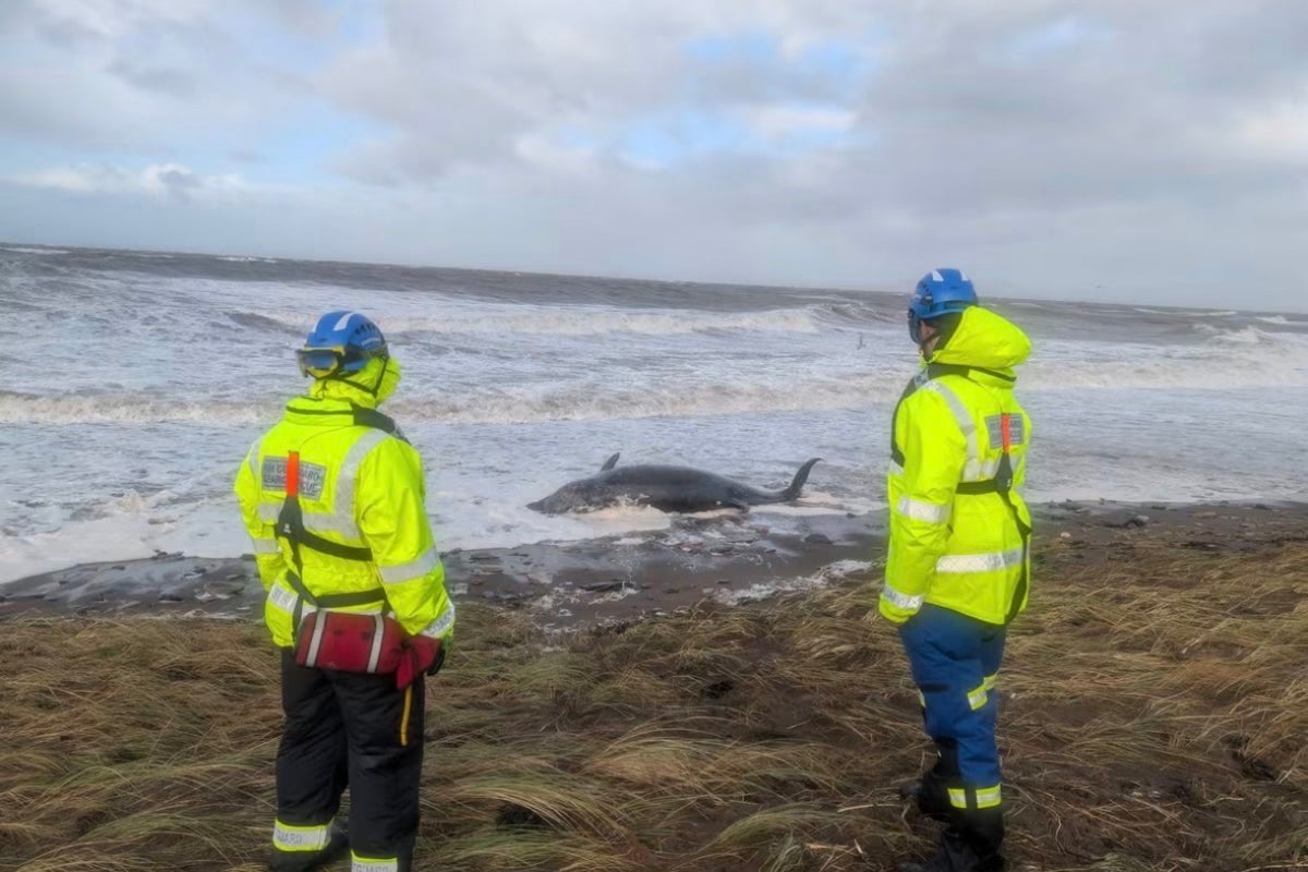 Dead whale found on Cumbrian beach as Storm Boelo batters UK
