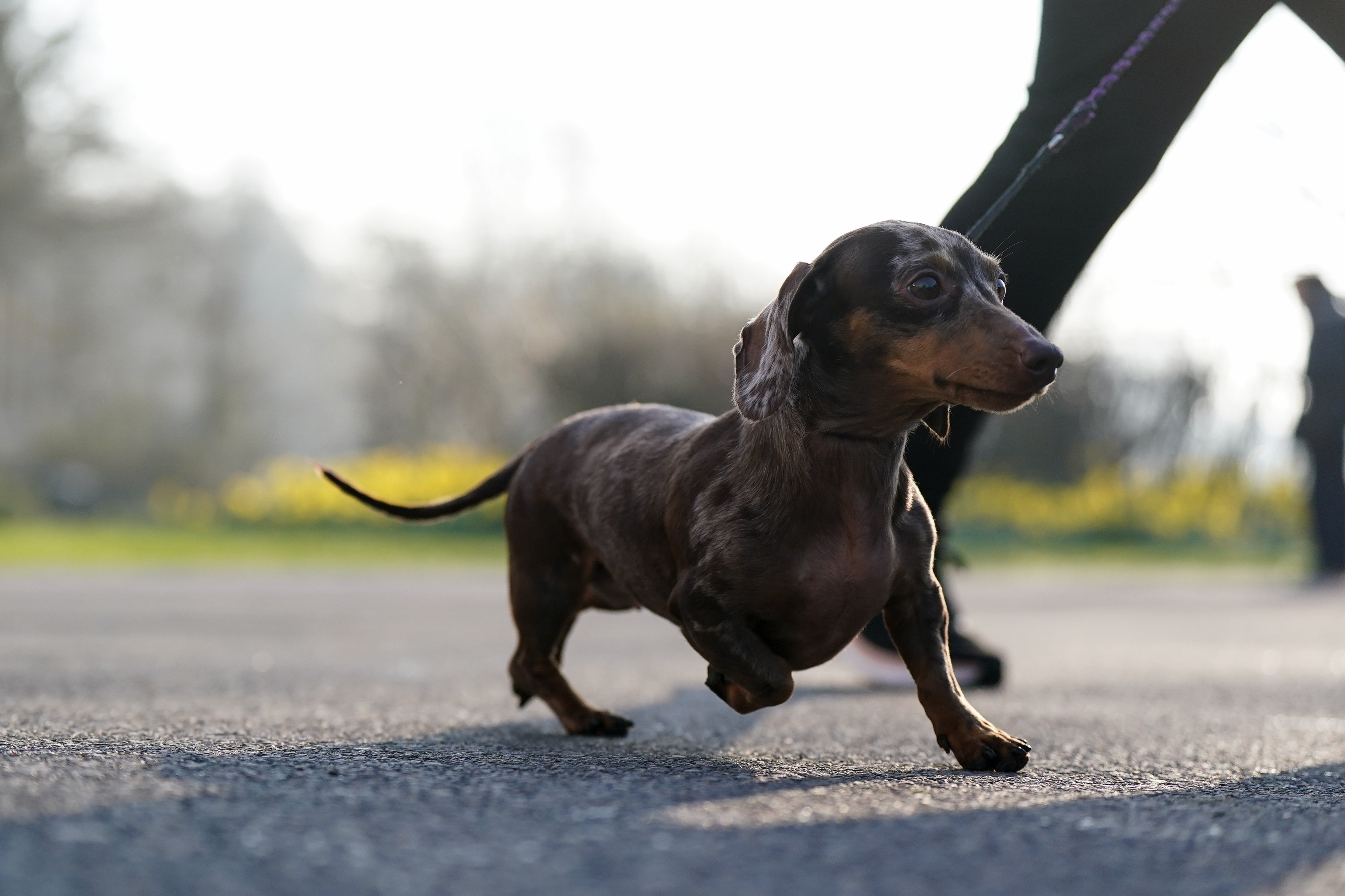 Americans also needed help to pronounce 'Dachshund’ correctly