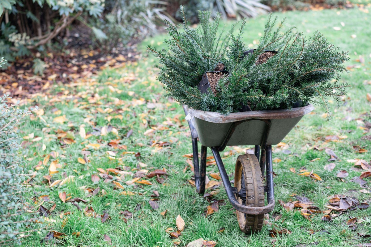 How to get your garden ready for Christmas