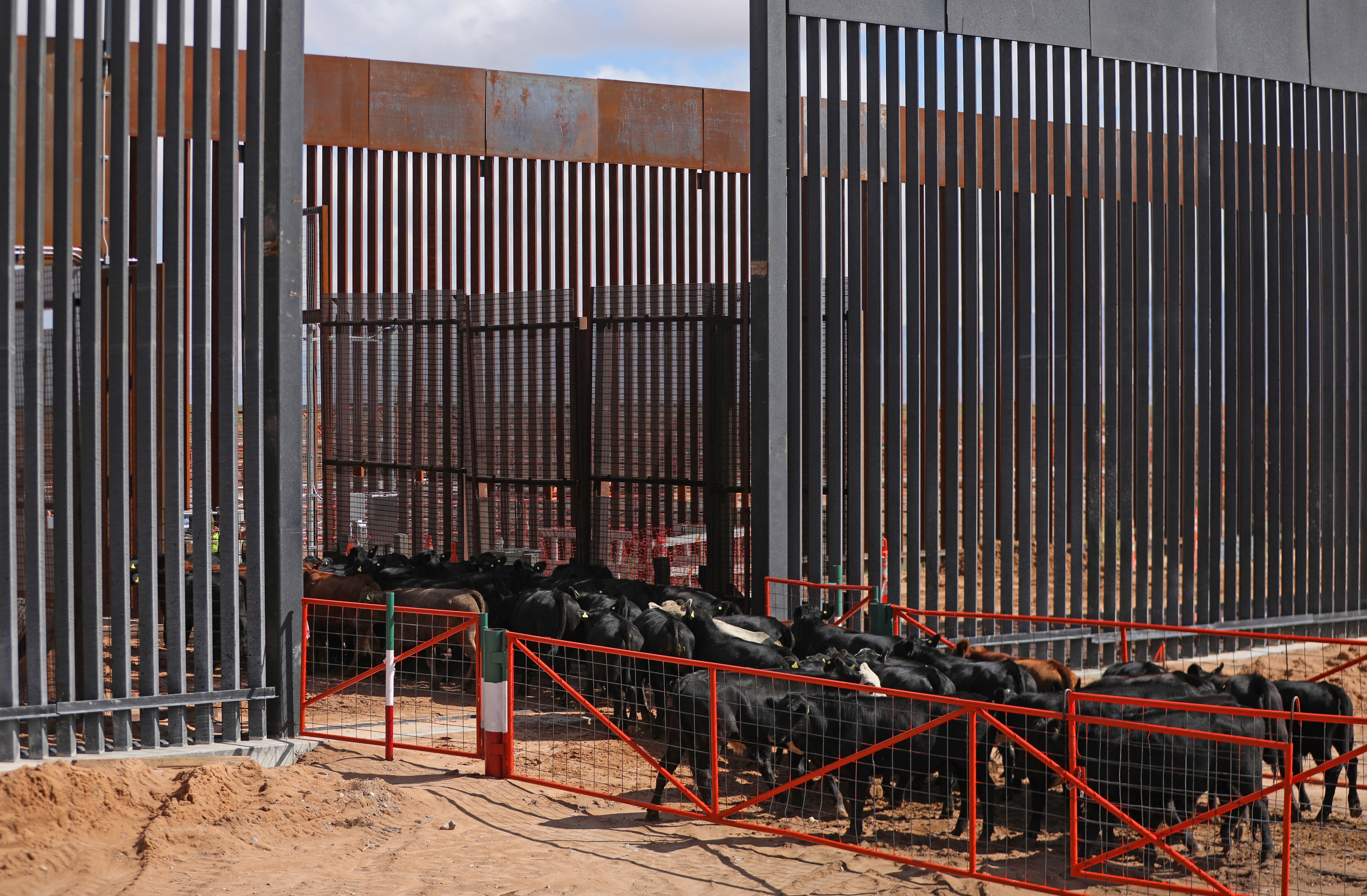 This view shows cattle moving through a border corridor connecting the Regional Livestock Union of Chihuahua in Ejido Jeronimo to the Santa Teresa border crossing between Mexico and New Mexico