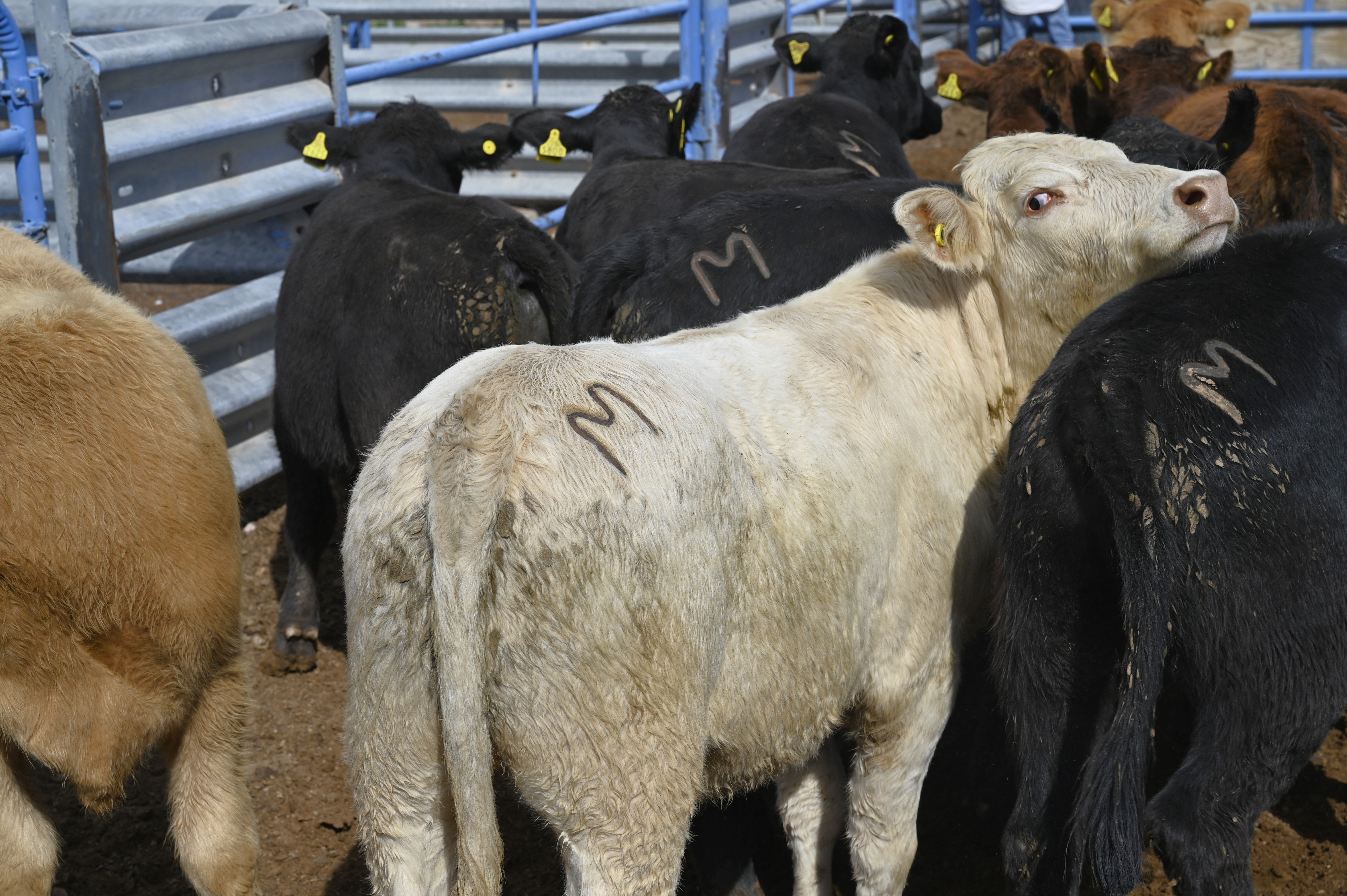 Branded cattle from Chihuahua, Mexico wait in a holding pen at the Columbus Stockyards in Columbus, New Mexico