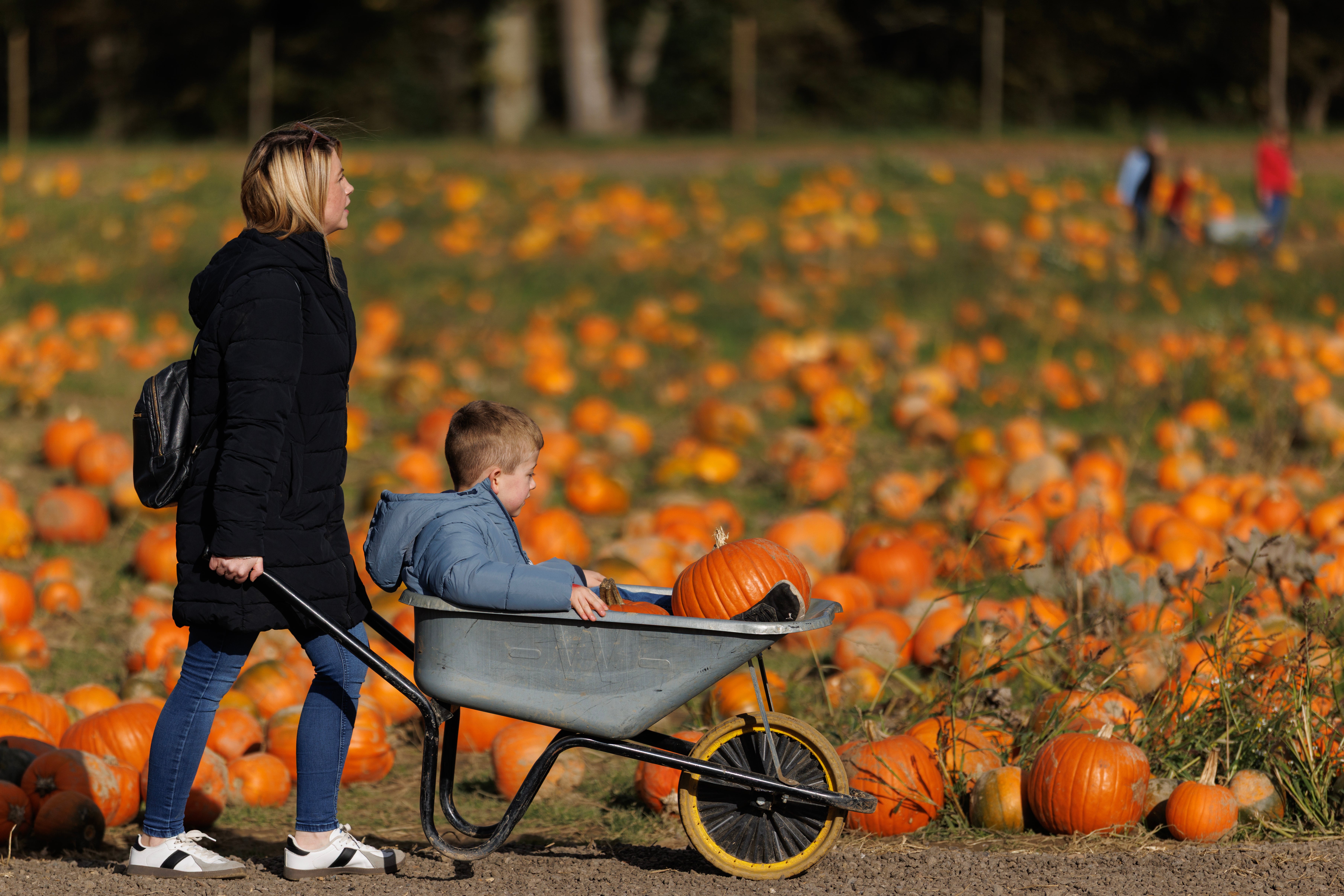 Rodents may be attracted by the sweet winter squash left at doorways, particularly as the weather gets colder, Kevin Lawrenson, chief executive officer of the National Pest Technicians Association, said