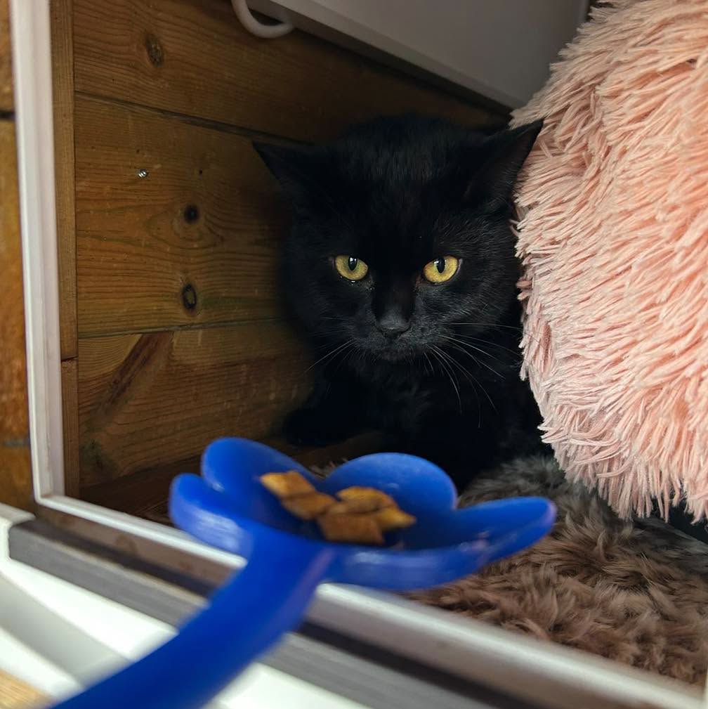 Nibbles is now being looked after by volunteers