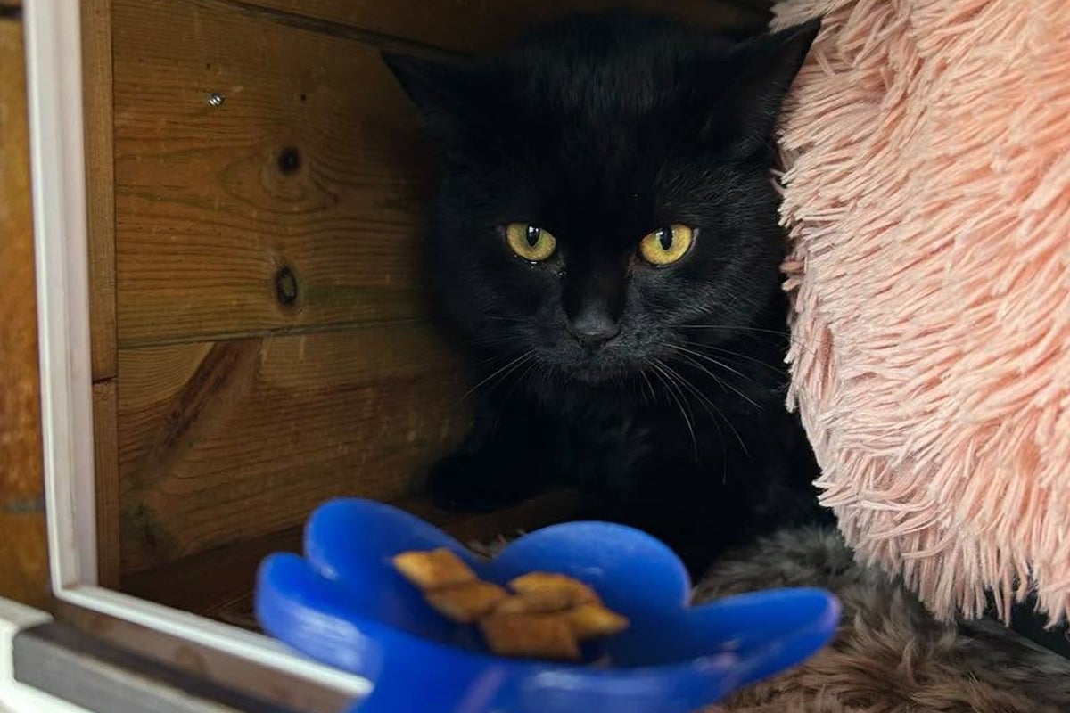 Cat trapped in dead owner’s home for weeks survived by ‘drinking toilet water’
