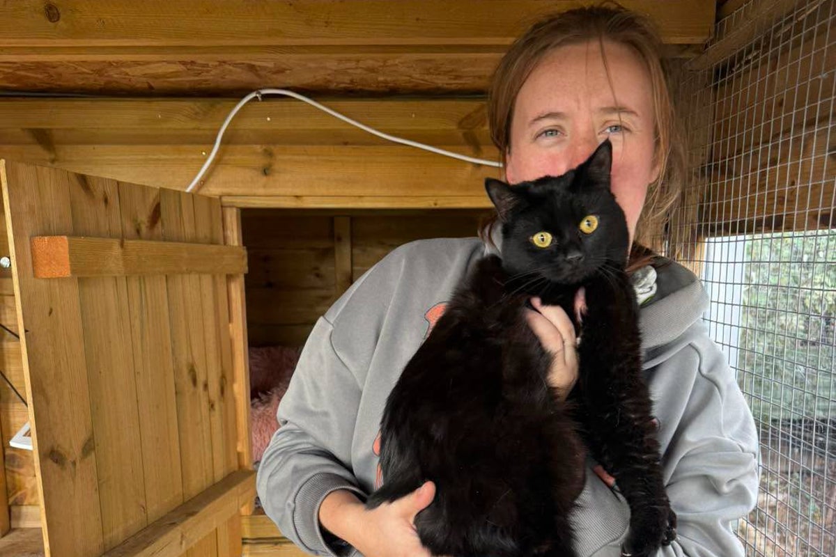 Nibbles the cat rescued being left in dead man’s home for weeks