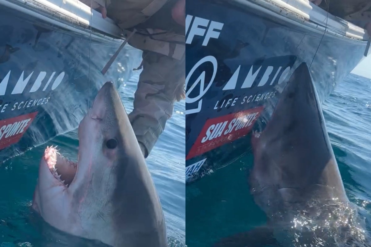 Heart-stopping moment great white shark lunges at women leaning down to pet it