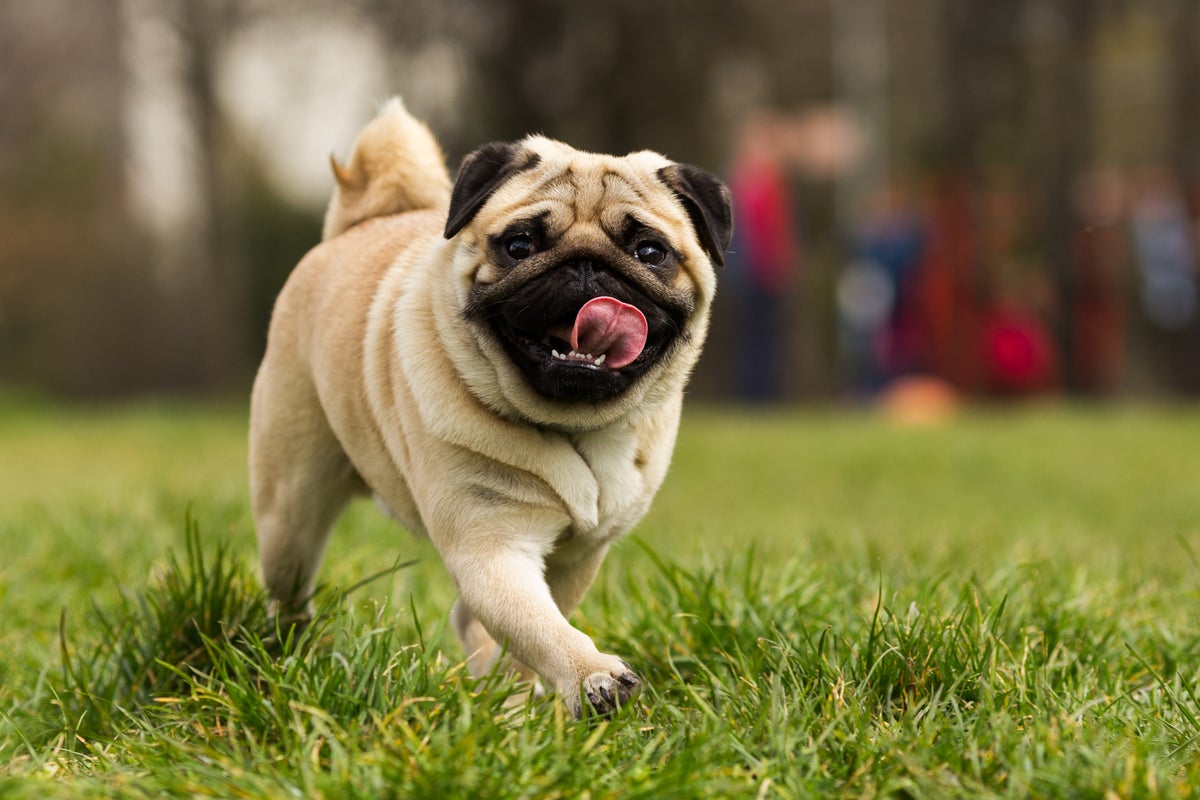 Family claims a vet lied about dog's euthanasia and took the dog home
