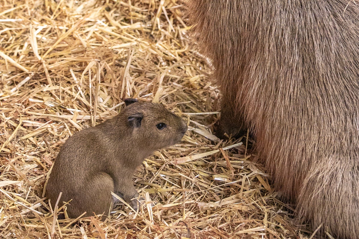 Triplets born at Edinburgh Zoo revive interest after Bru’s capybara fame