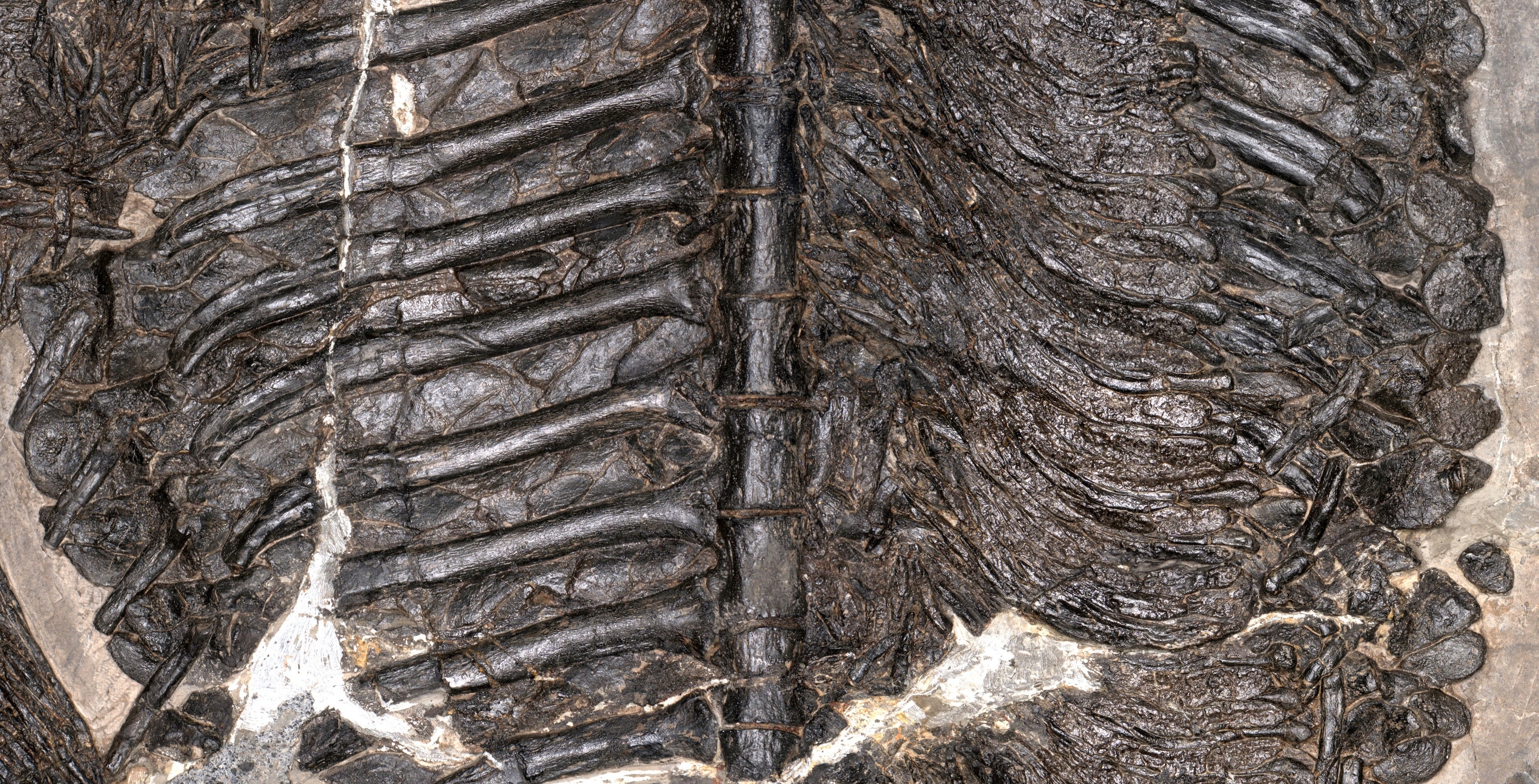 Its armour may have reduced water absorption through the skin, meaning it would have needed to take in seawater through its mouth and absorb water through its digestive system