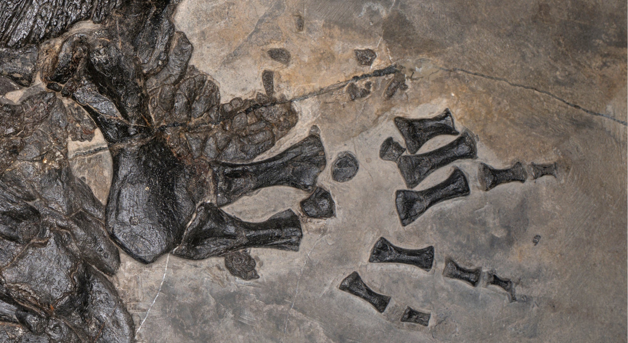 Researchers were able to reconstruct the creature’s appearance and analyse how it might have lived due to the well-preserved skeletons
