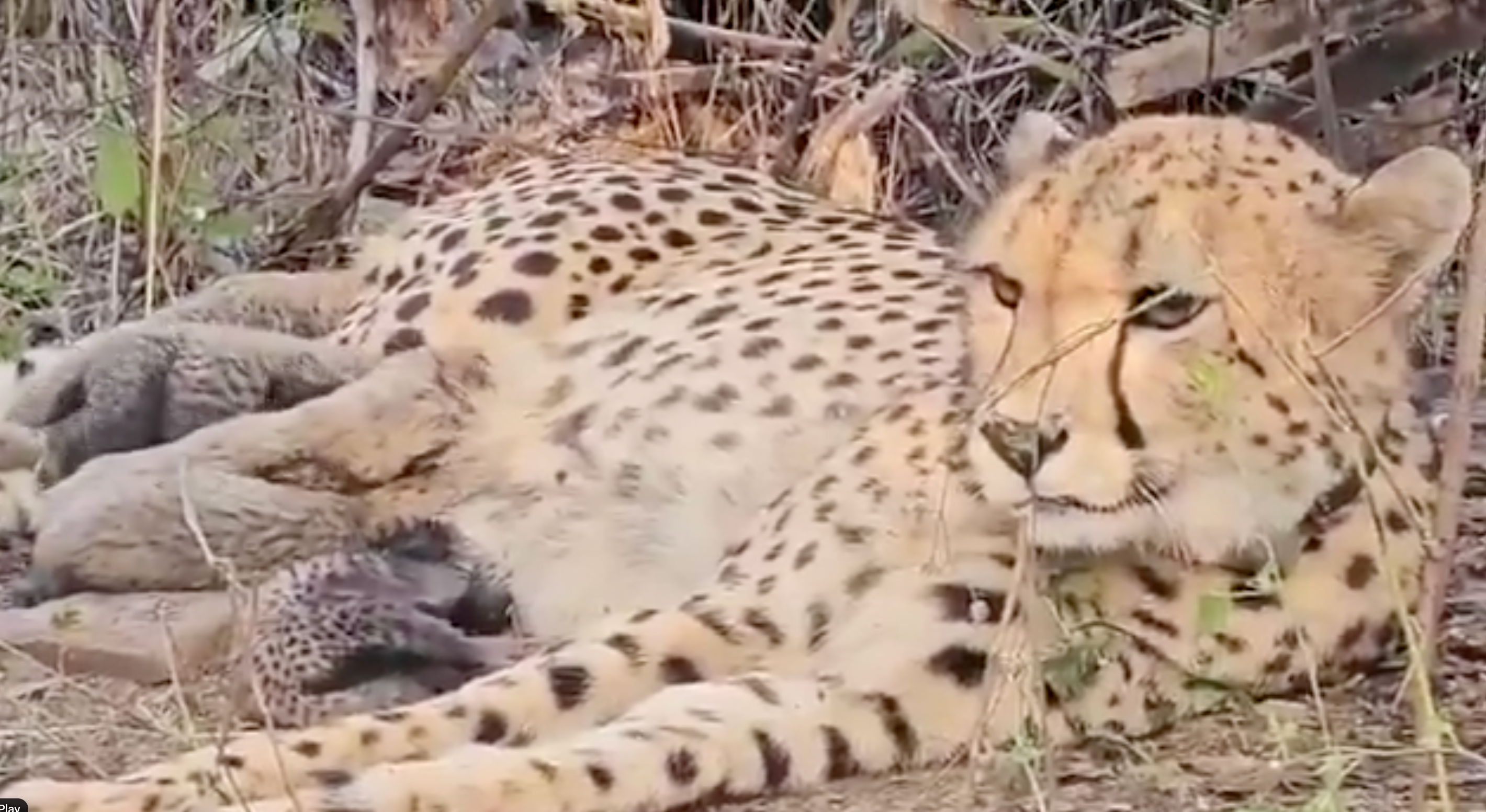 Cheetah cub dies of pellet injuries in Indian national park in first ...