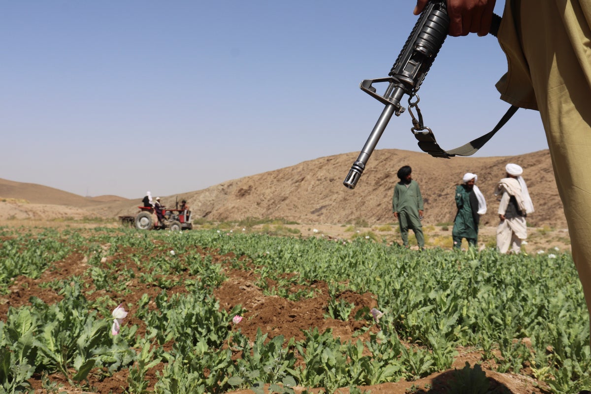 UN reports a sharp rise in Afghanistan poppy cultivation despite a Taliban ban