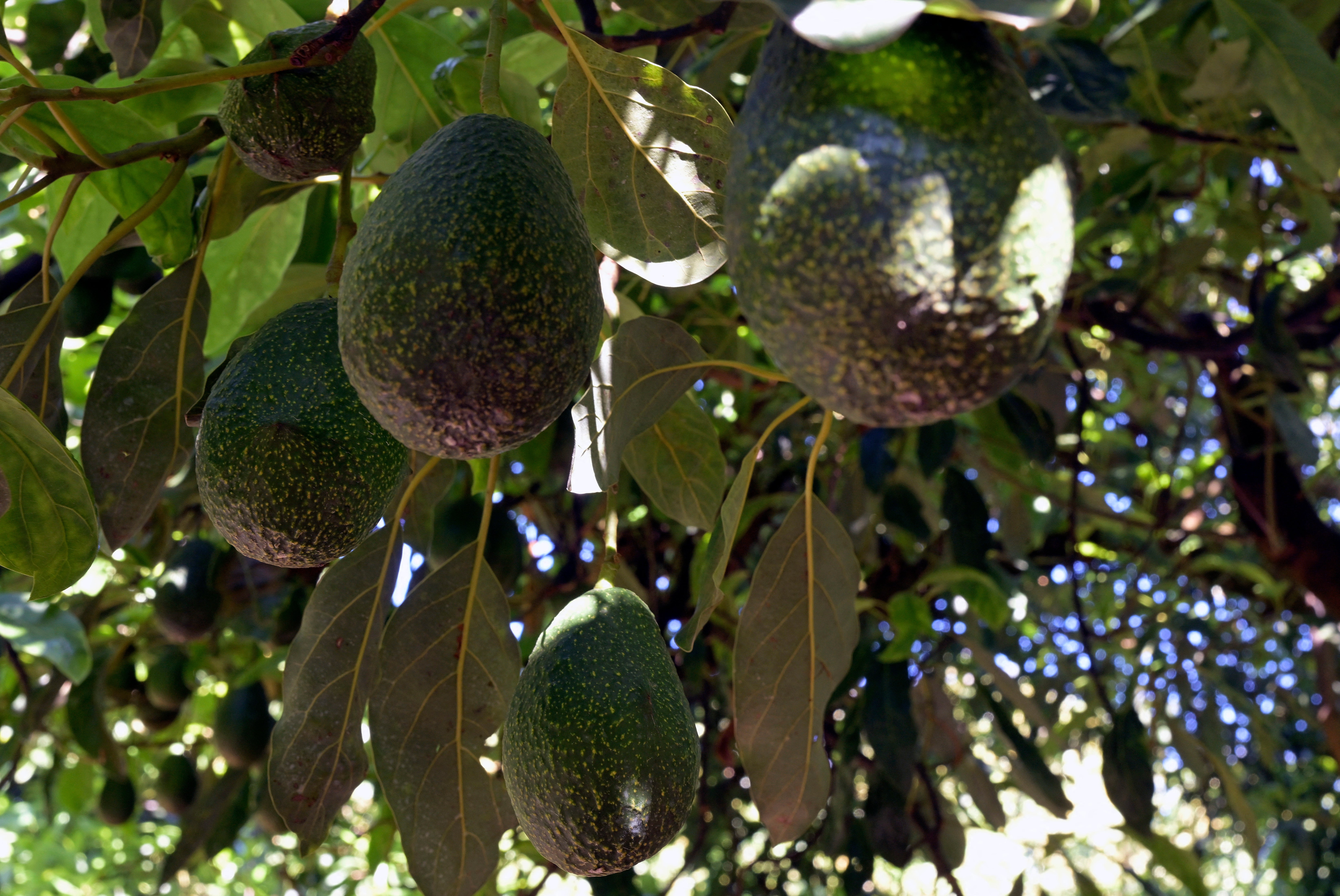Newborn baby killed by avocado falling from tree after council ‘ignored’ calls to cut it back - The Independent